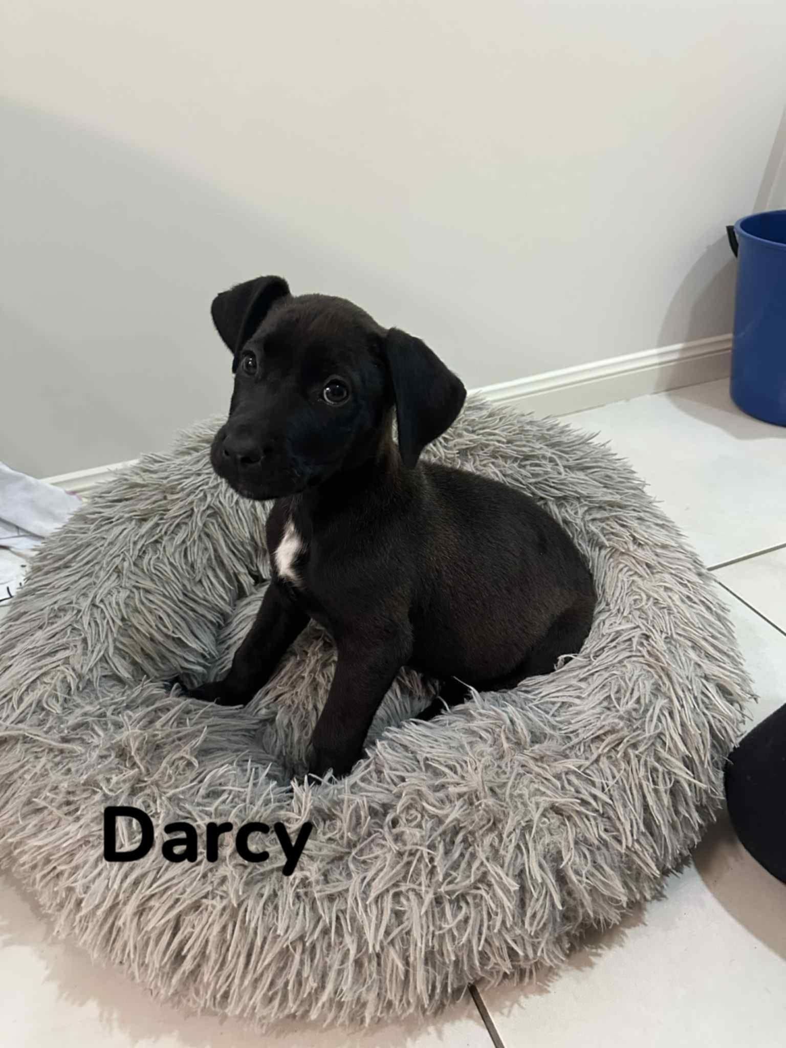 Darcy Darcy